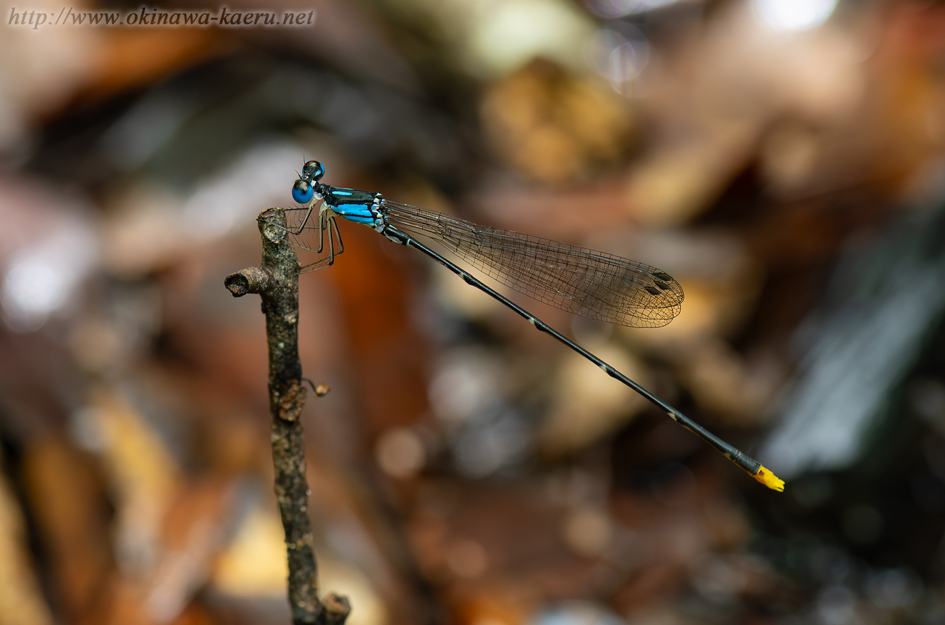 リュウキュウルリモントンボの画像