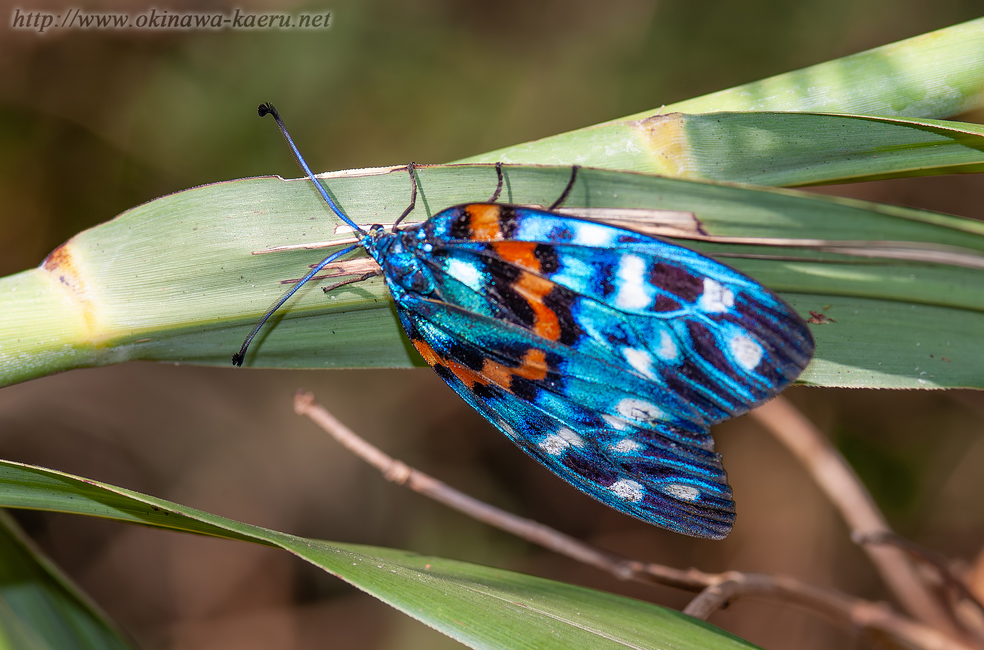 サツマニシキの画像