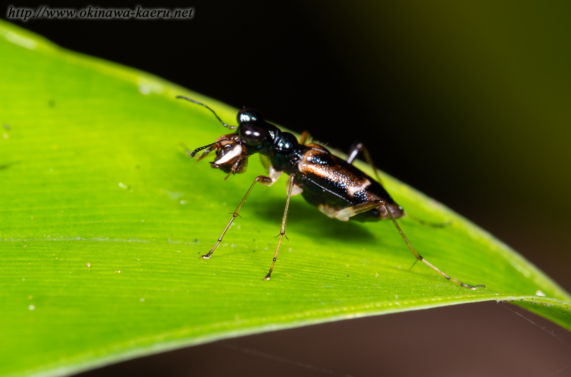 シロスジメダカハンミョウの画像