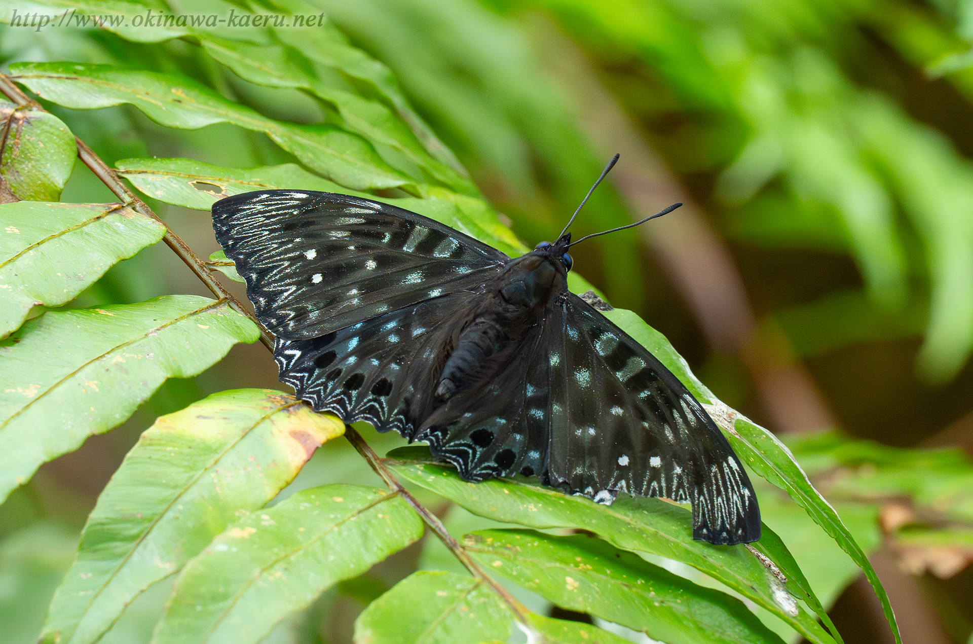 スミナガシの画像
