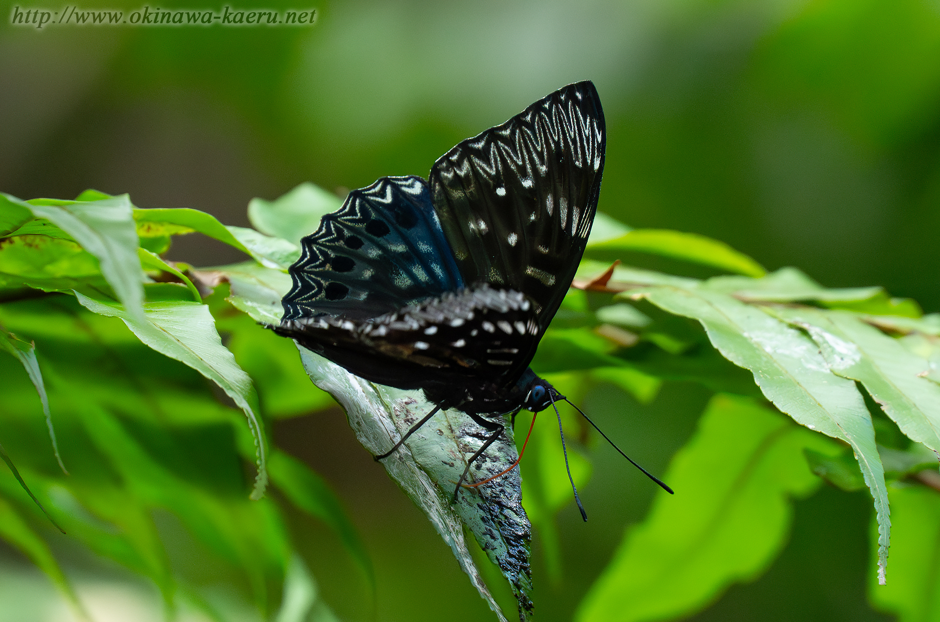 スミナガシの画像