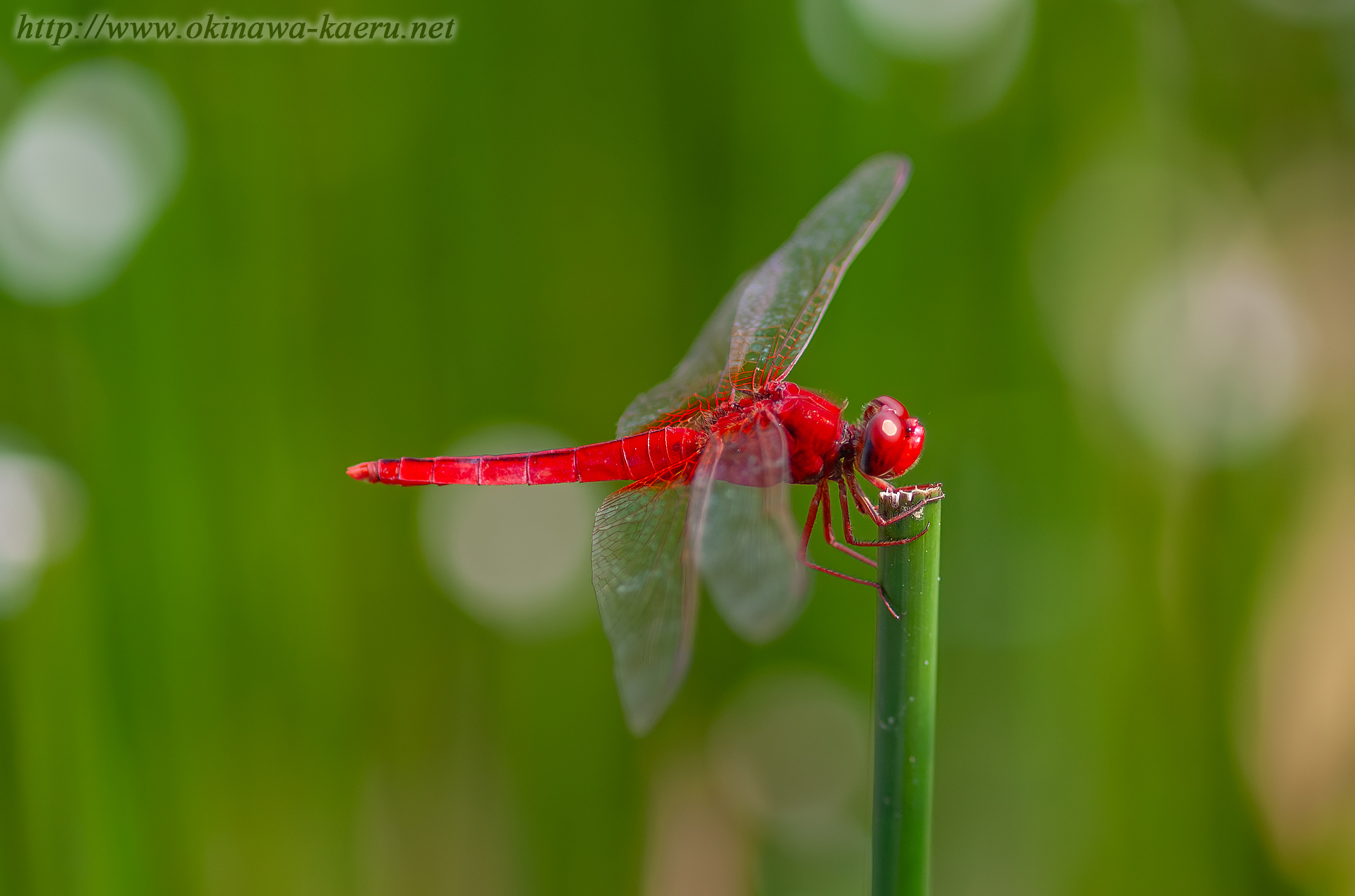 タイリクショウジョウトンボの画像