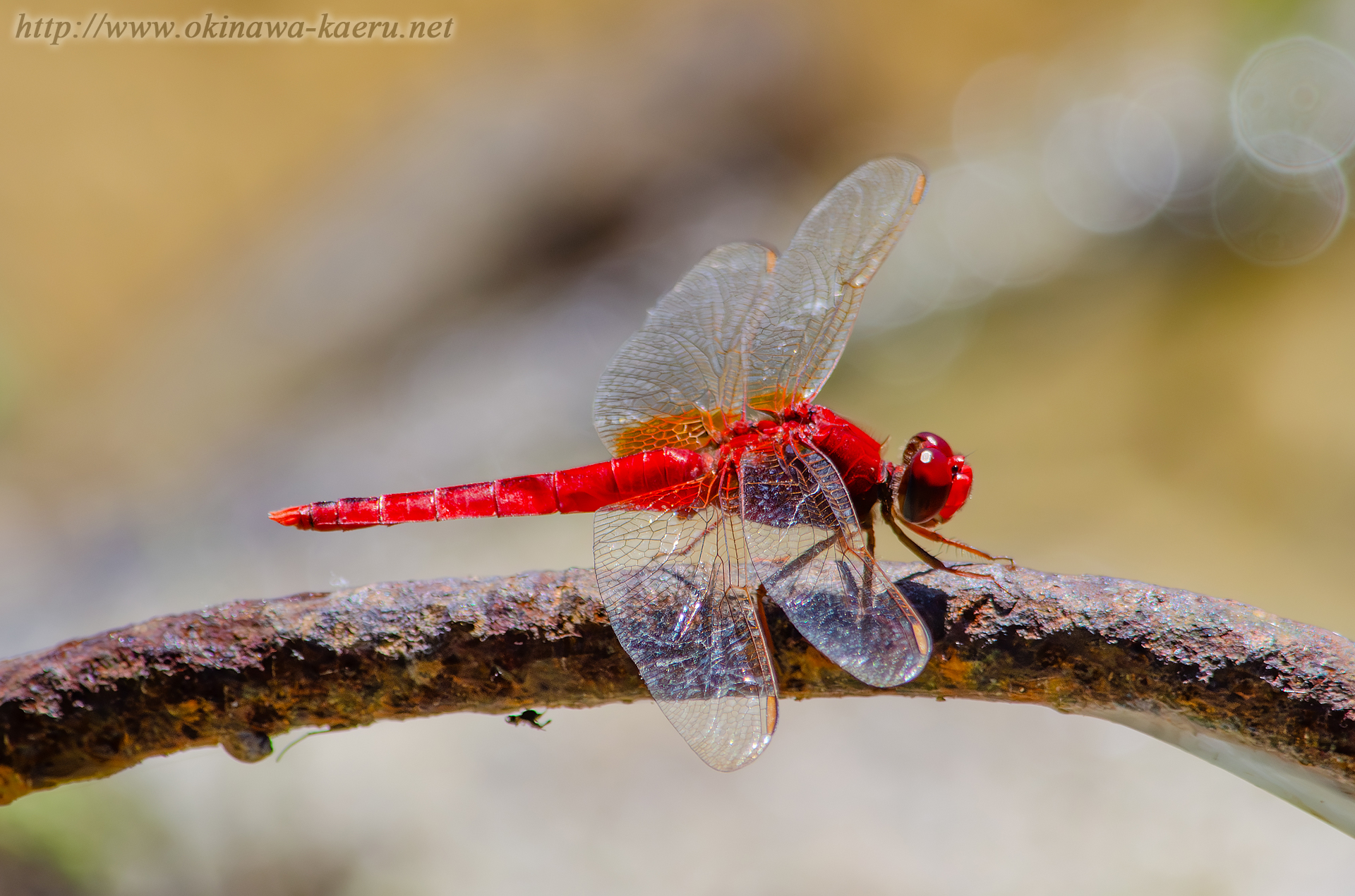 タイリクショウジョウトンボの画像