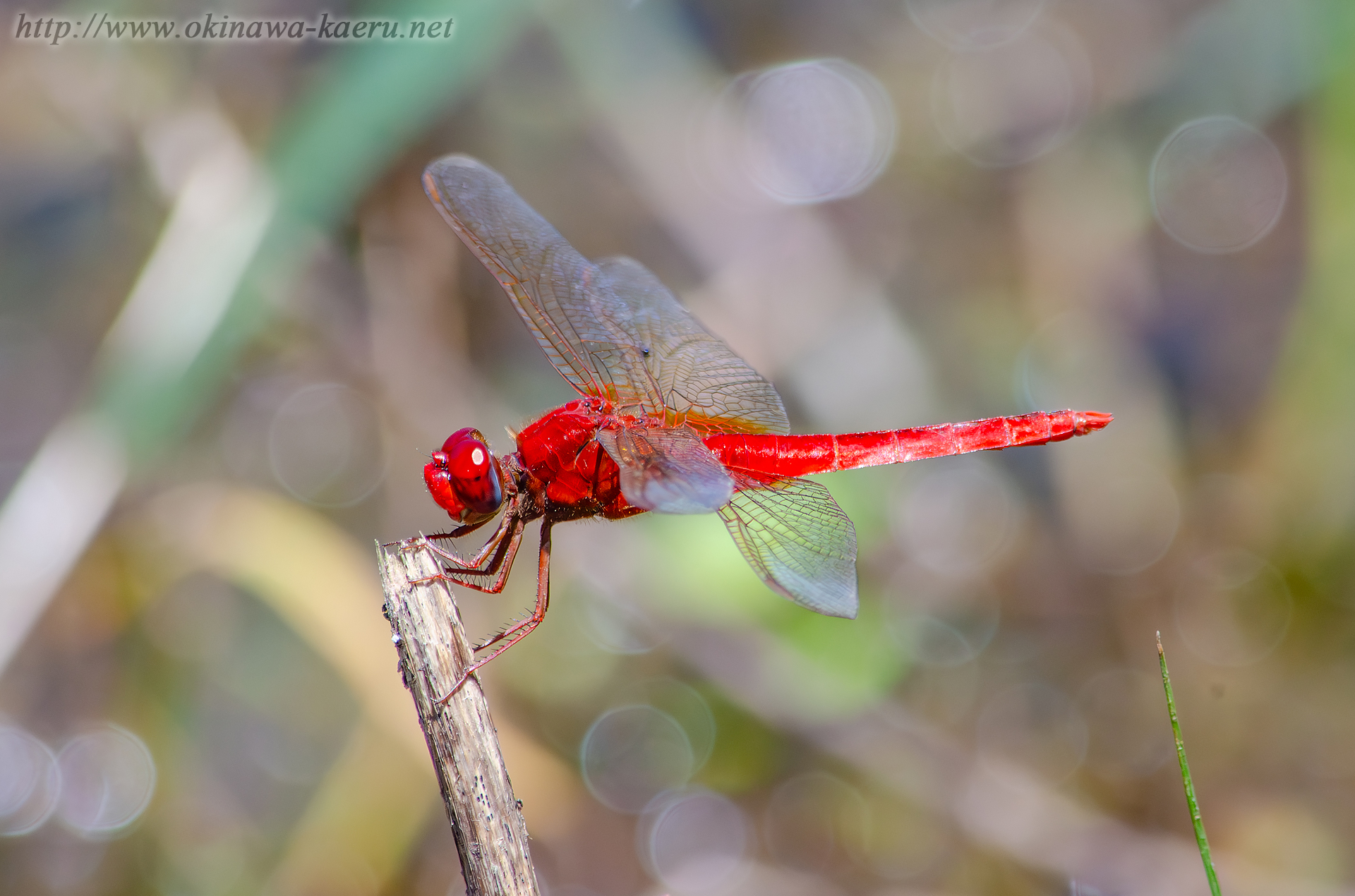 タイリクショウジョウトンボの画像