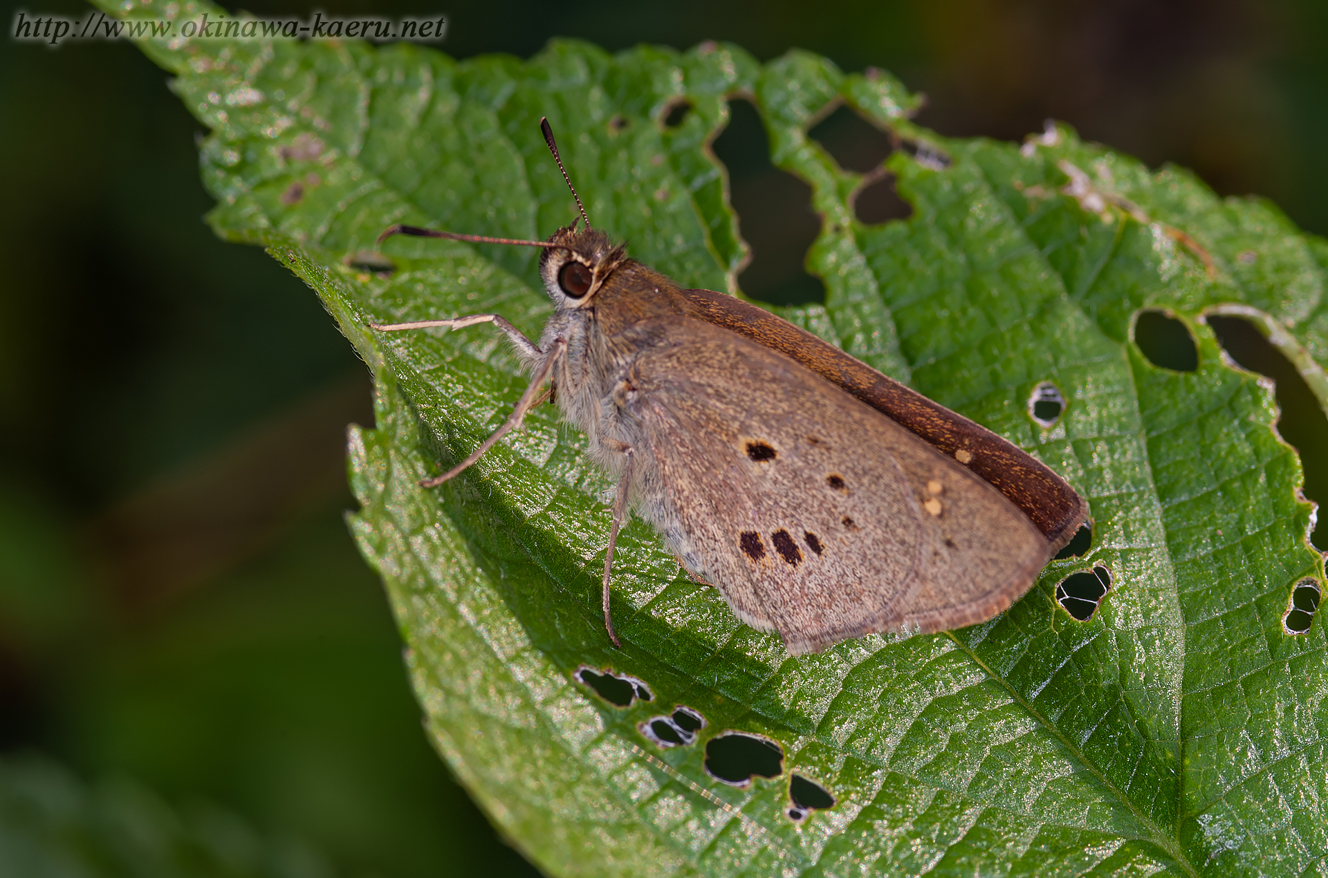タイワンクロボシセセリの画像