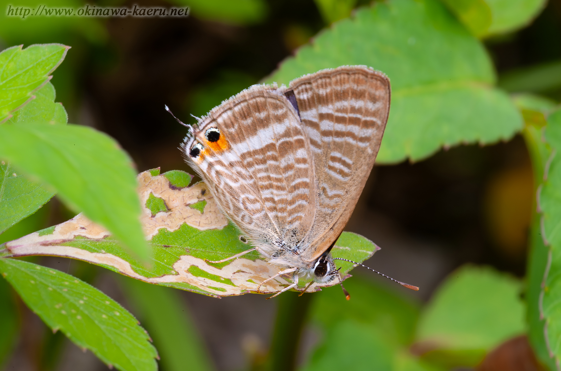 ウラナミシジミの画像
