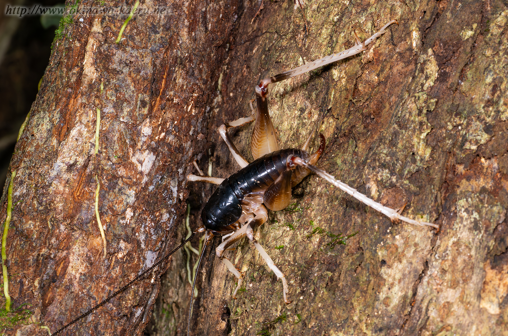 ヤンバルクロギリスの画像