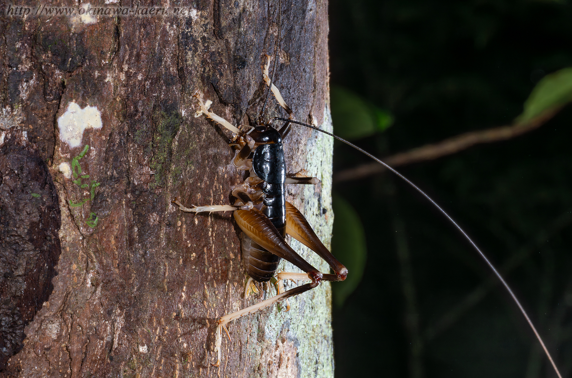 ヤンバルクロギリスの画像