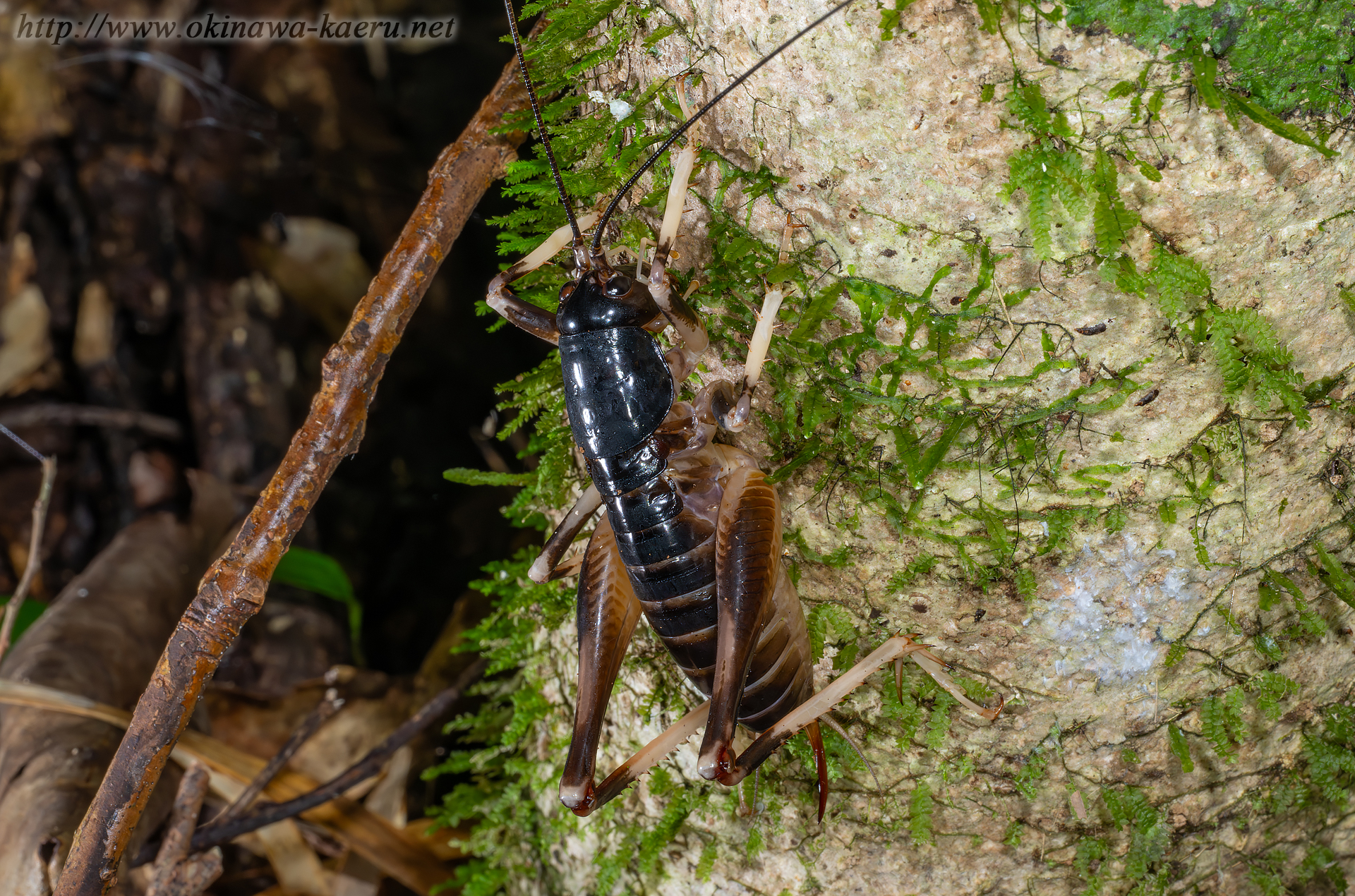 ヤンバルクロギリスの画像