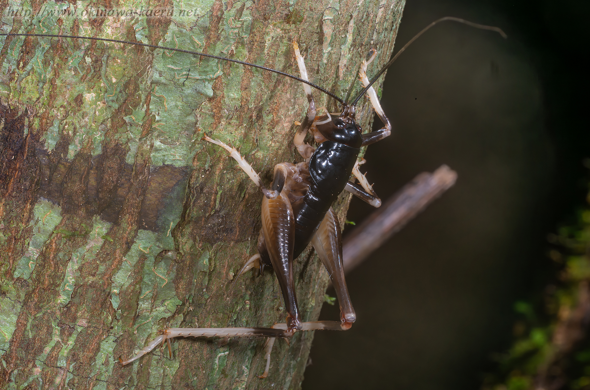 ヤンバルクロギリスの画像
