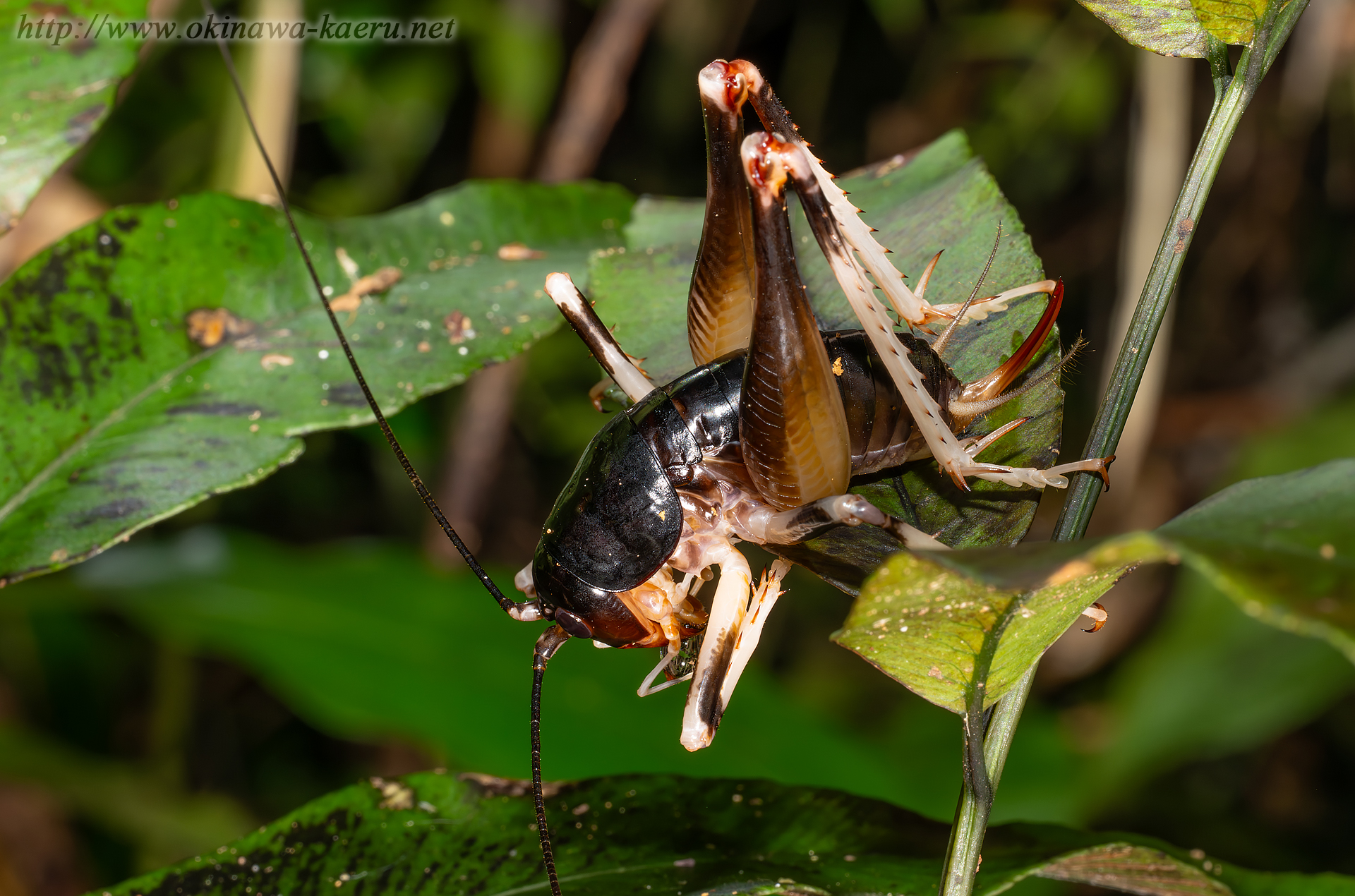 ヤンバルクロギリスの画像