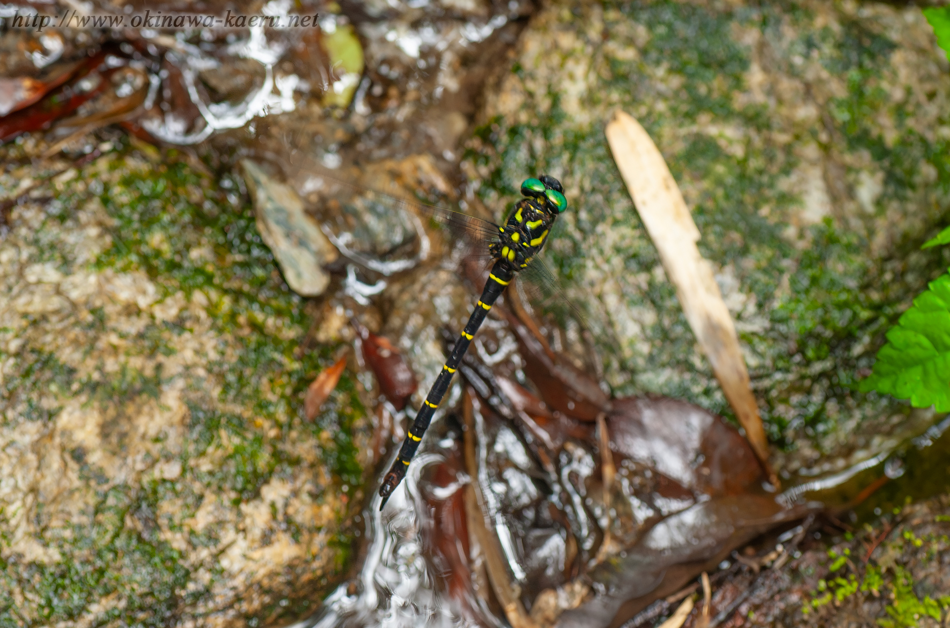 ヤンバルオニヤンマの画像