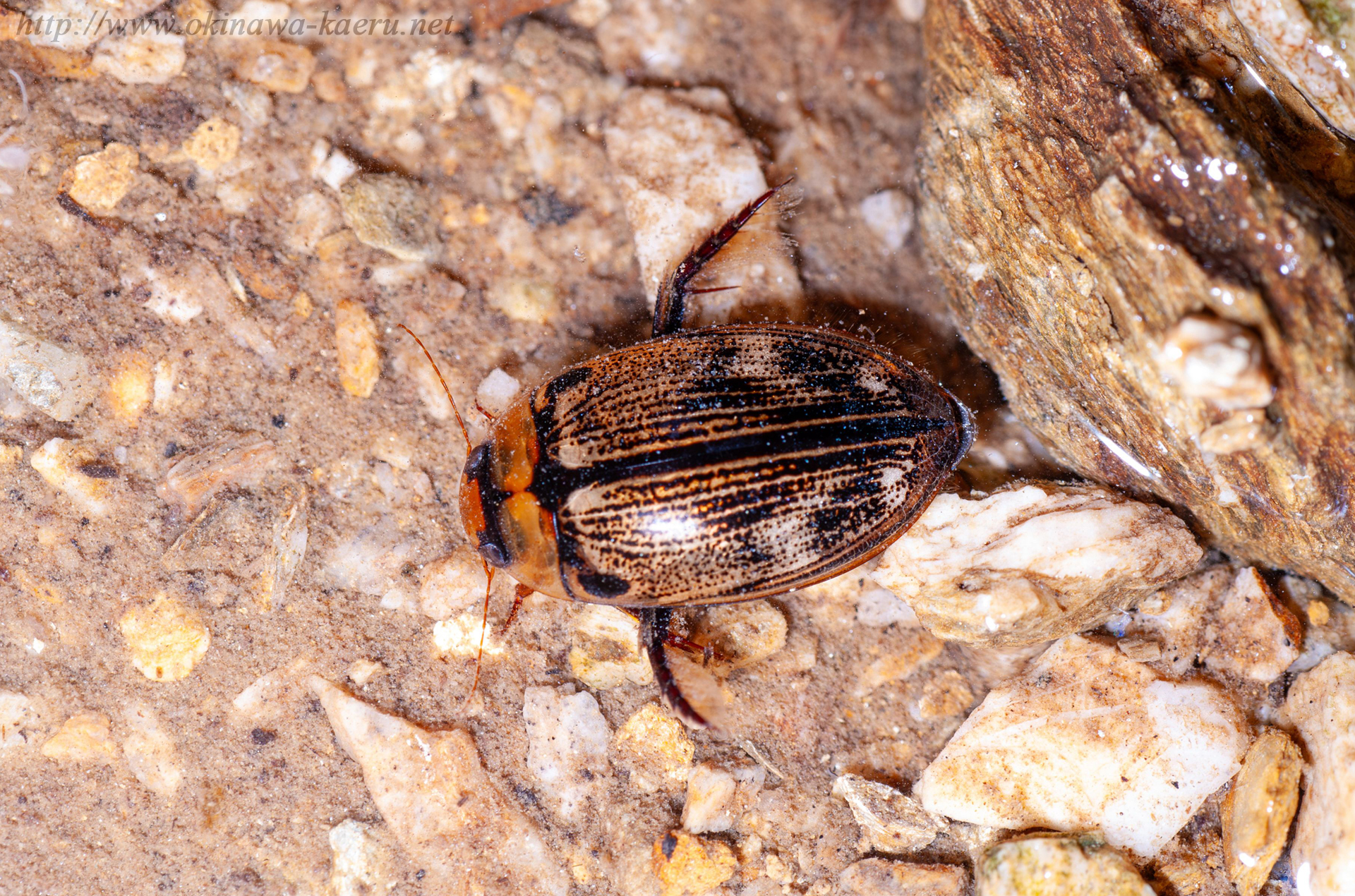 ヤンバルオオイチモンジシマゲンゴロウの画像