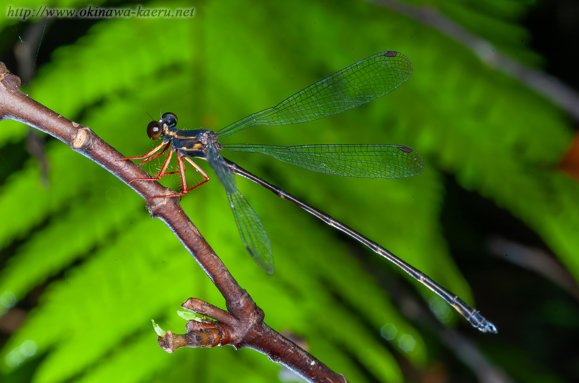 ヤンバルトゲオトンボの画像