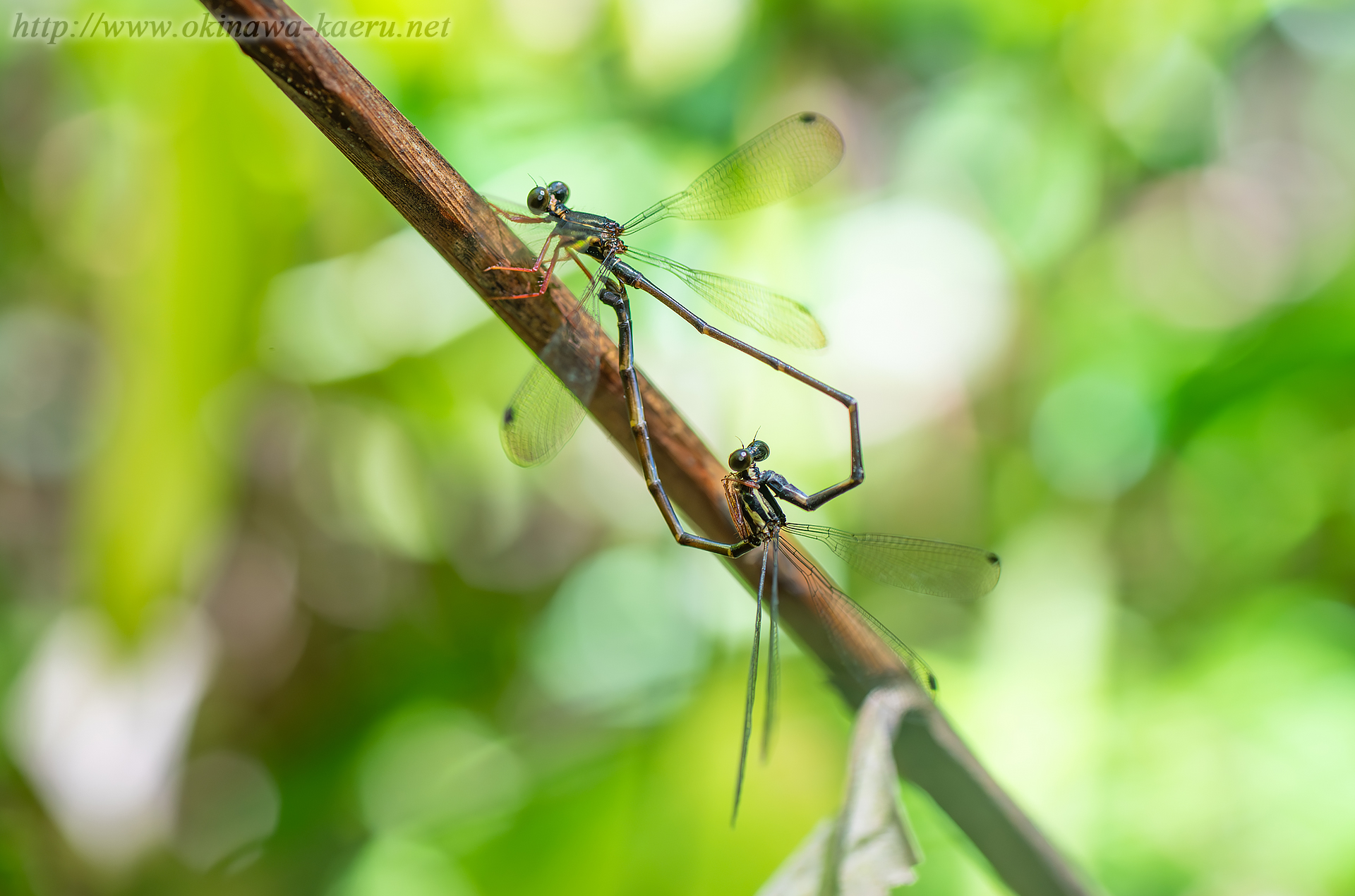ヤンバルトゲオトンボの画像