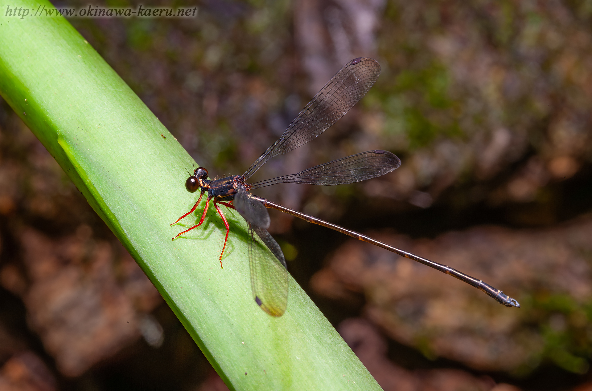 ヤンバルトゲオトンボの画像