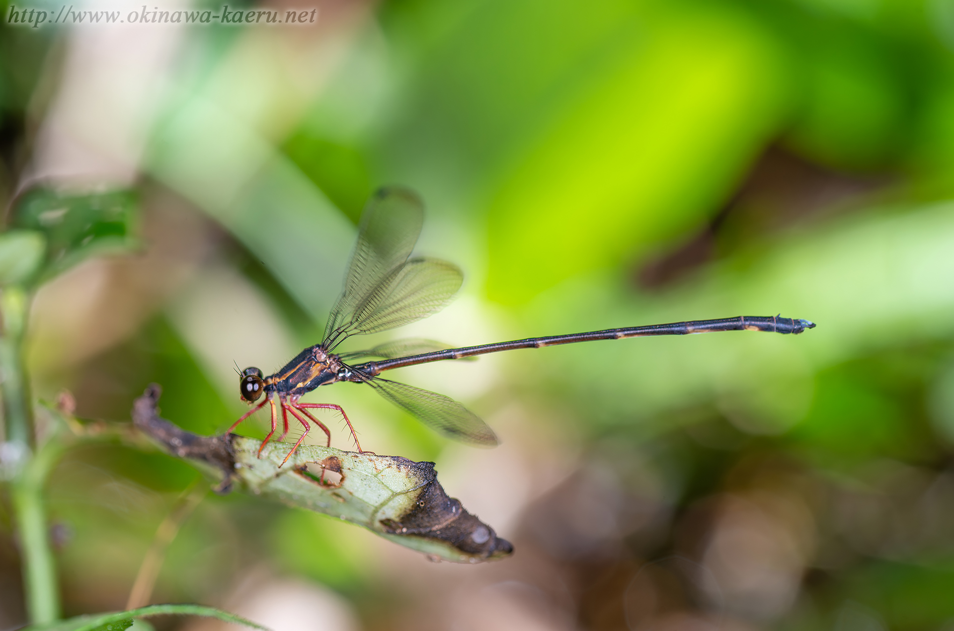 ヤンバルトゲオトンボの画像