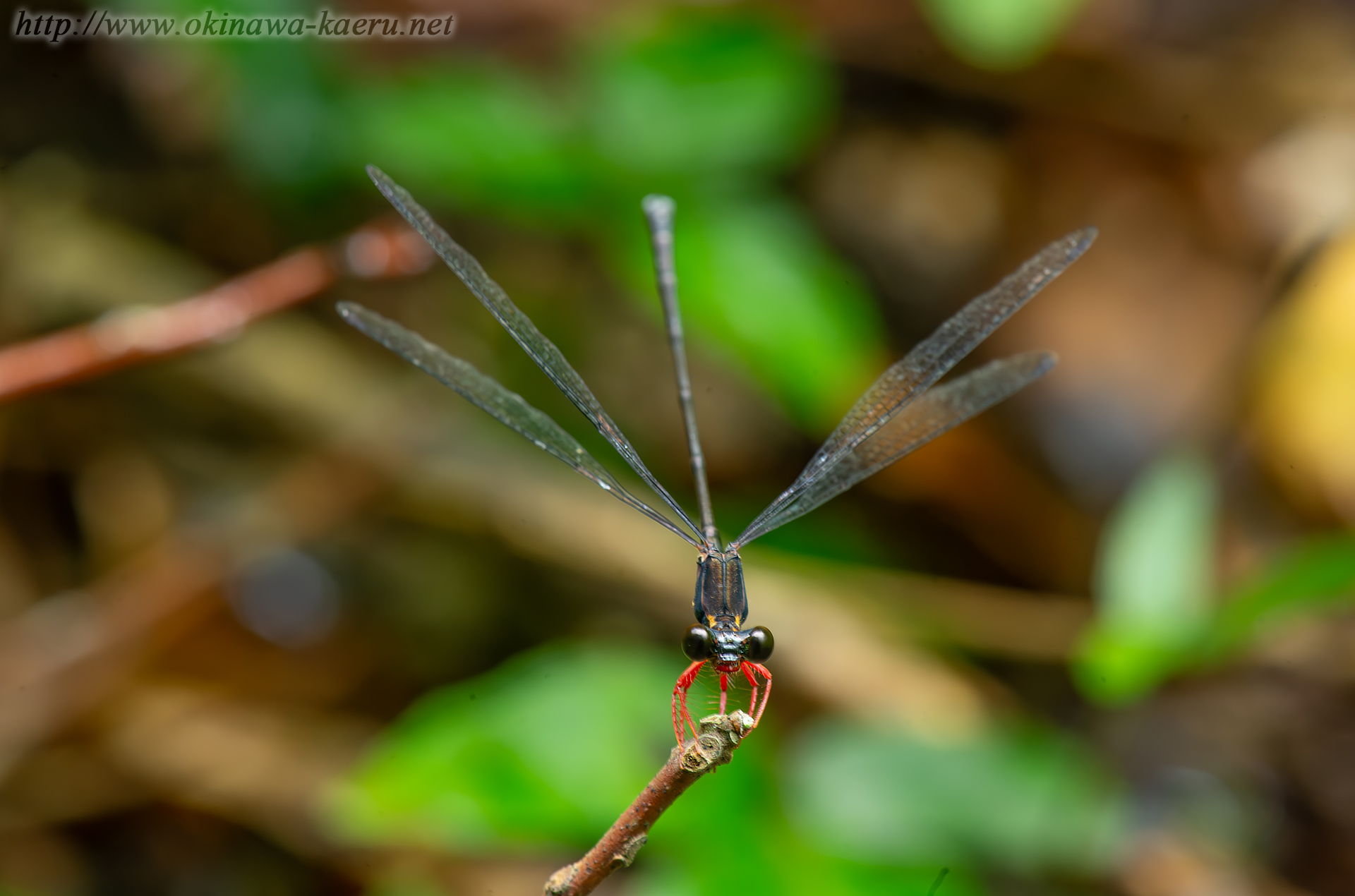 ヤンバルトゲオトンボの画像