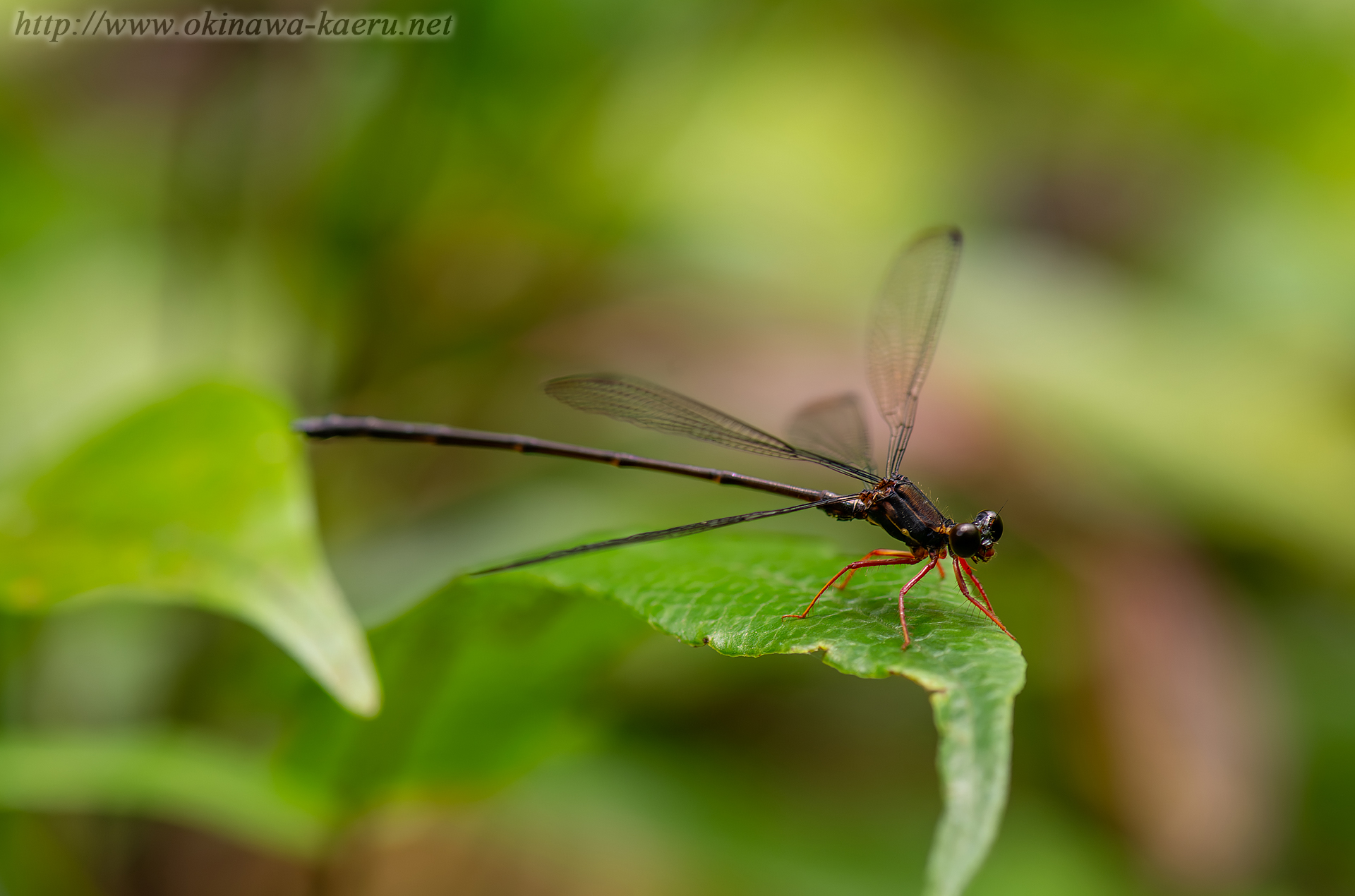 ヤンバルトゲオトンボの画像
