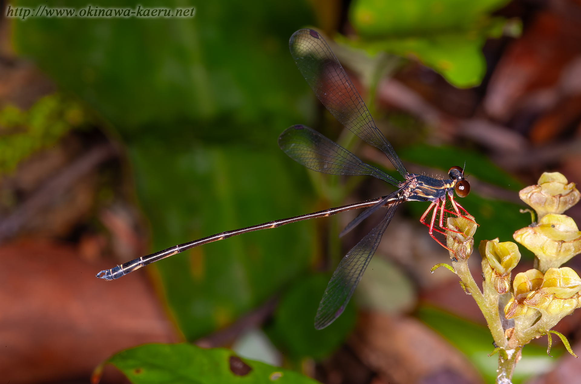 ヤンバルトゲオトンボの画像