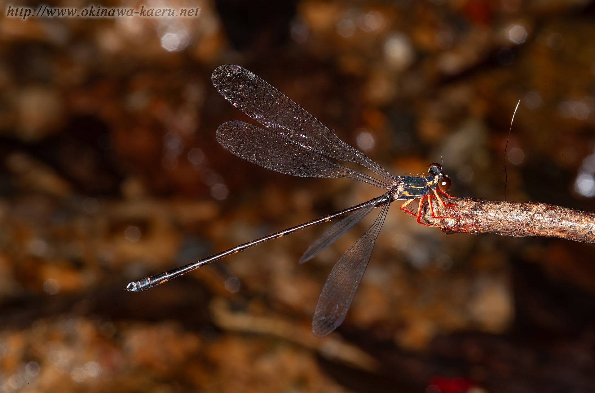 ヤンバルトゲオトンボの画像