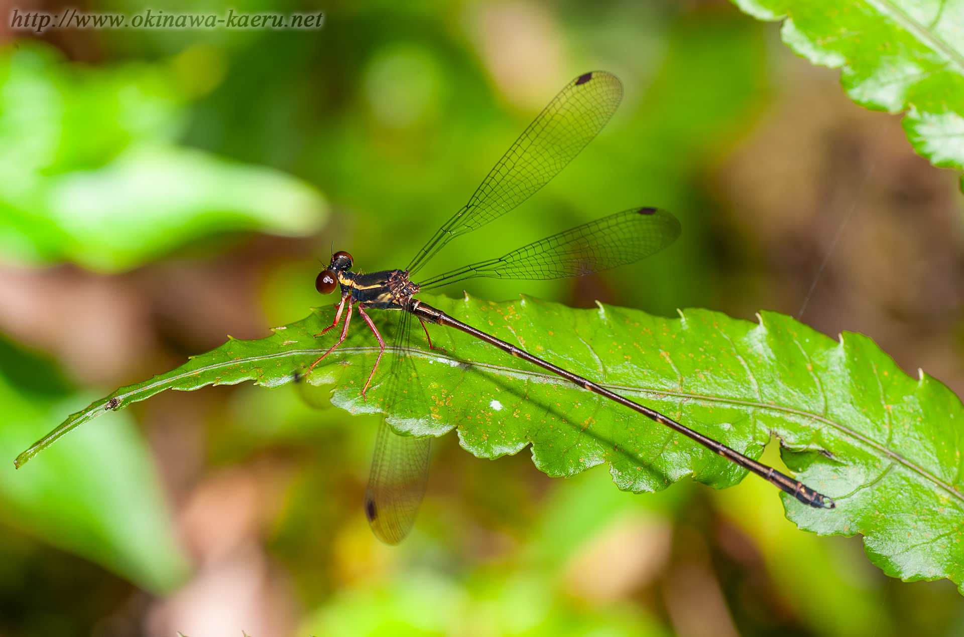 ヤンバルトゲオトンボの画像