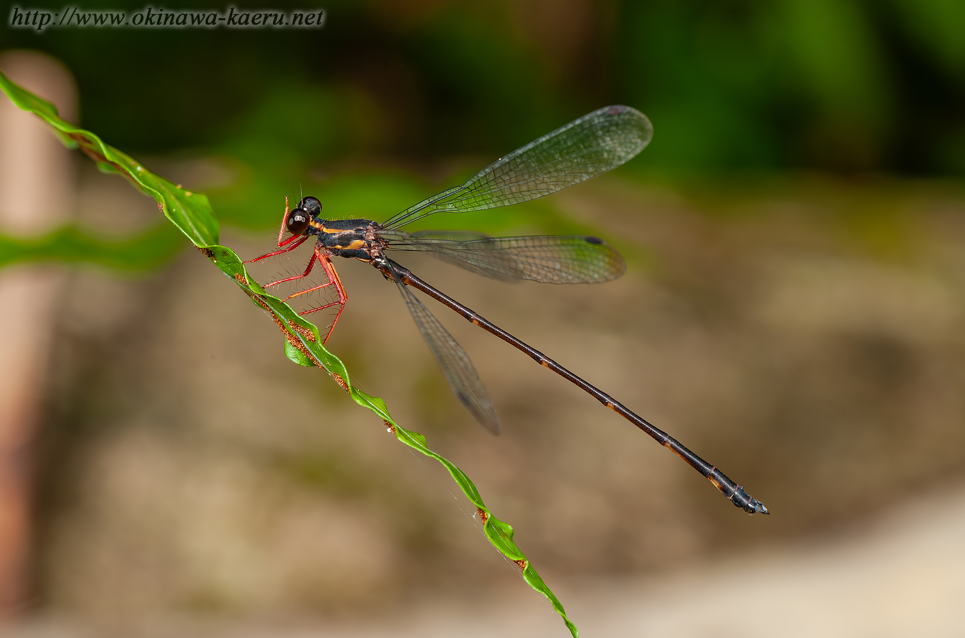 ヤンバルトゲオトンボの画像