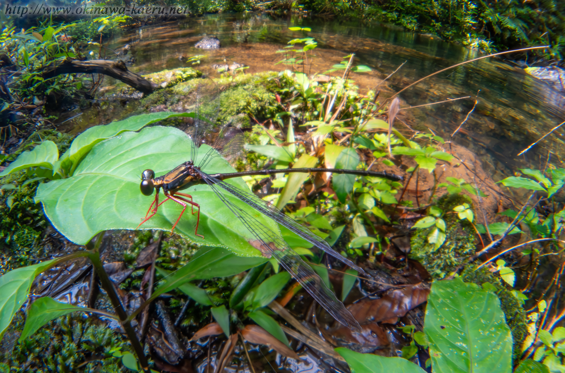 ヤンバルトゲオトンボの画像
