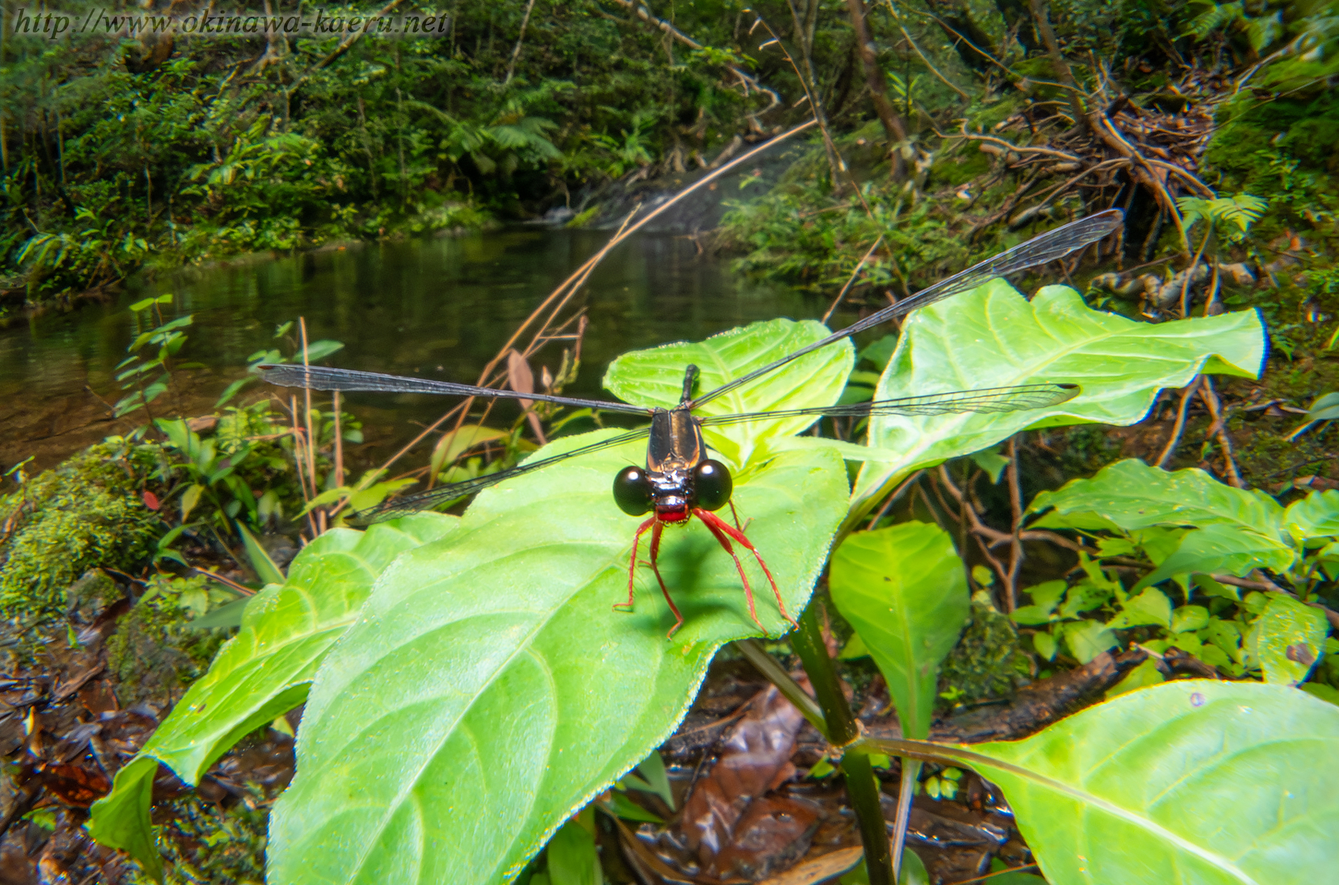 ヤンバルトゲオトンボの画像