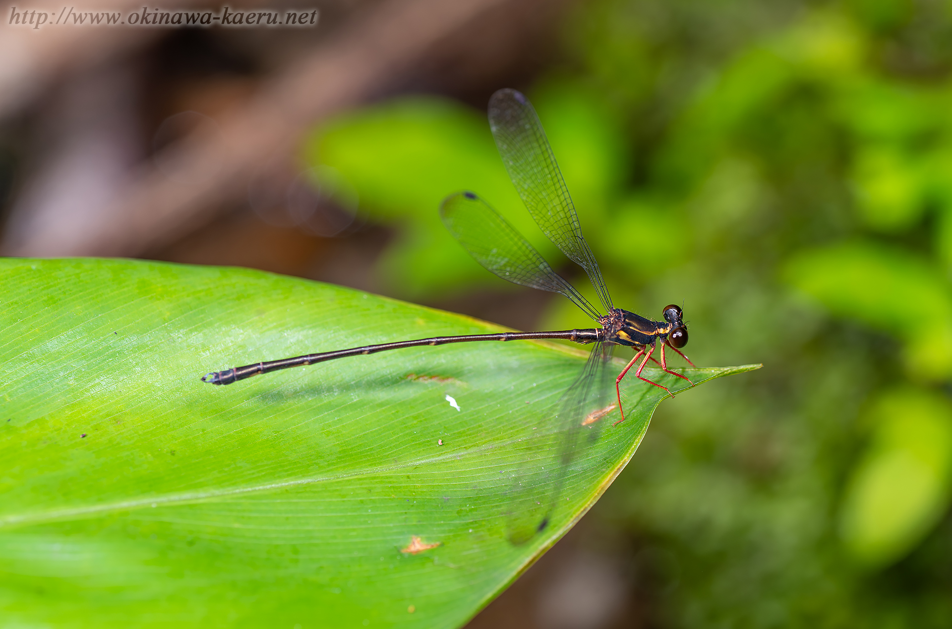 ヤンバルトゲオトンボの画像