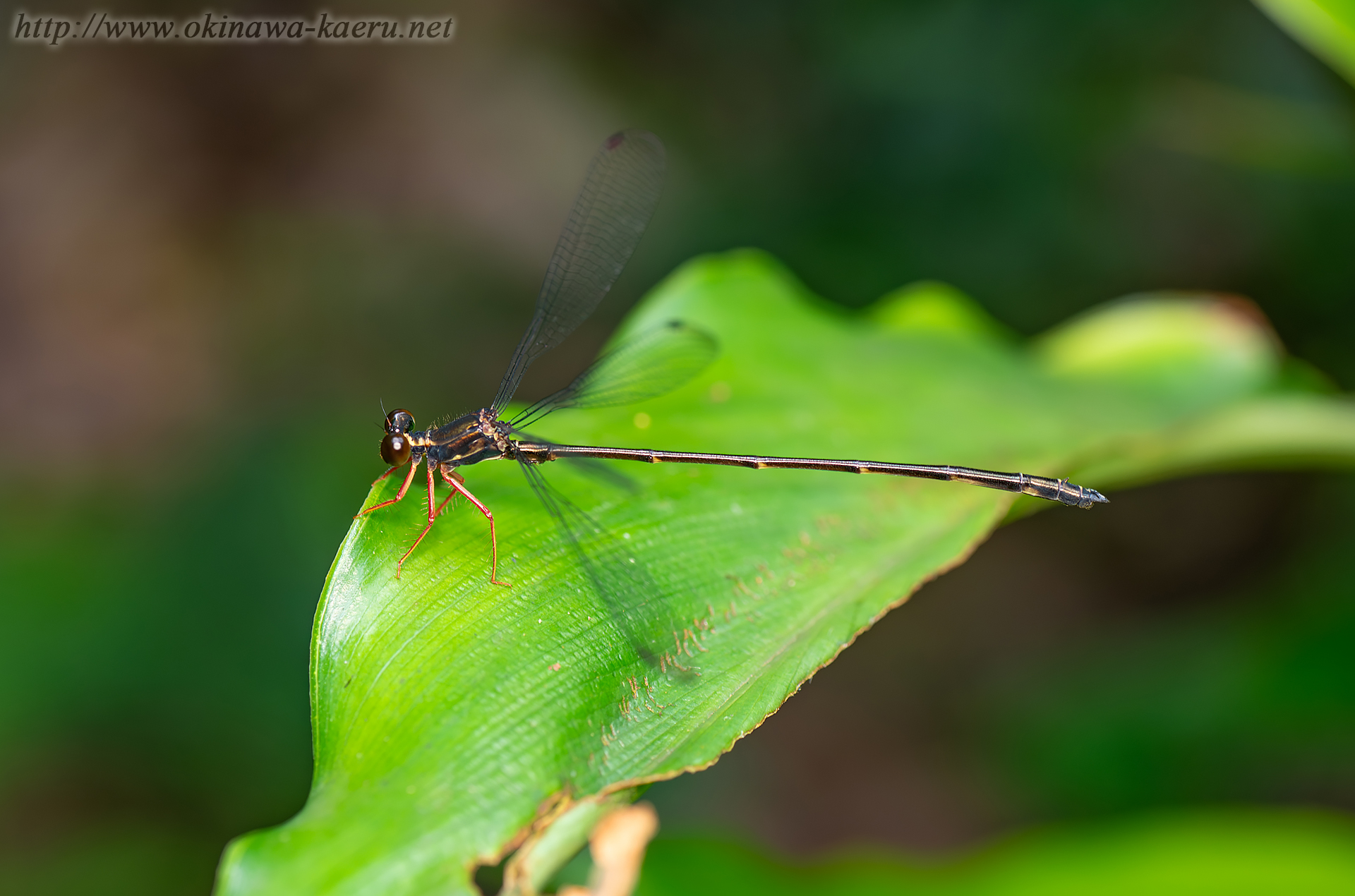 ヤンバルトゲオトンボの画像