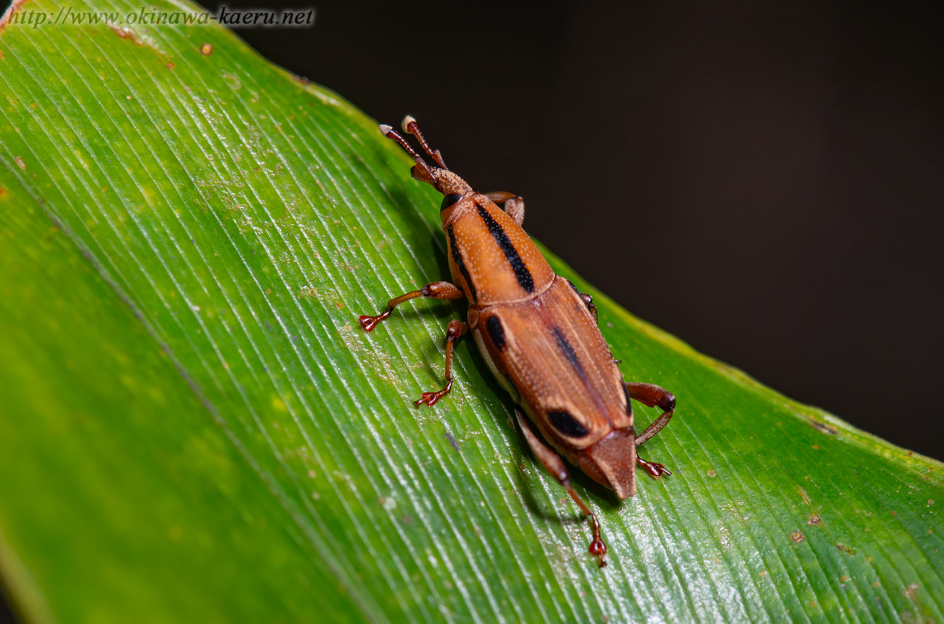 ヨツメオサゾウムシの画像