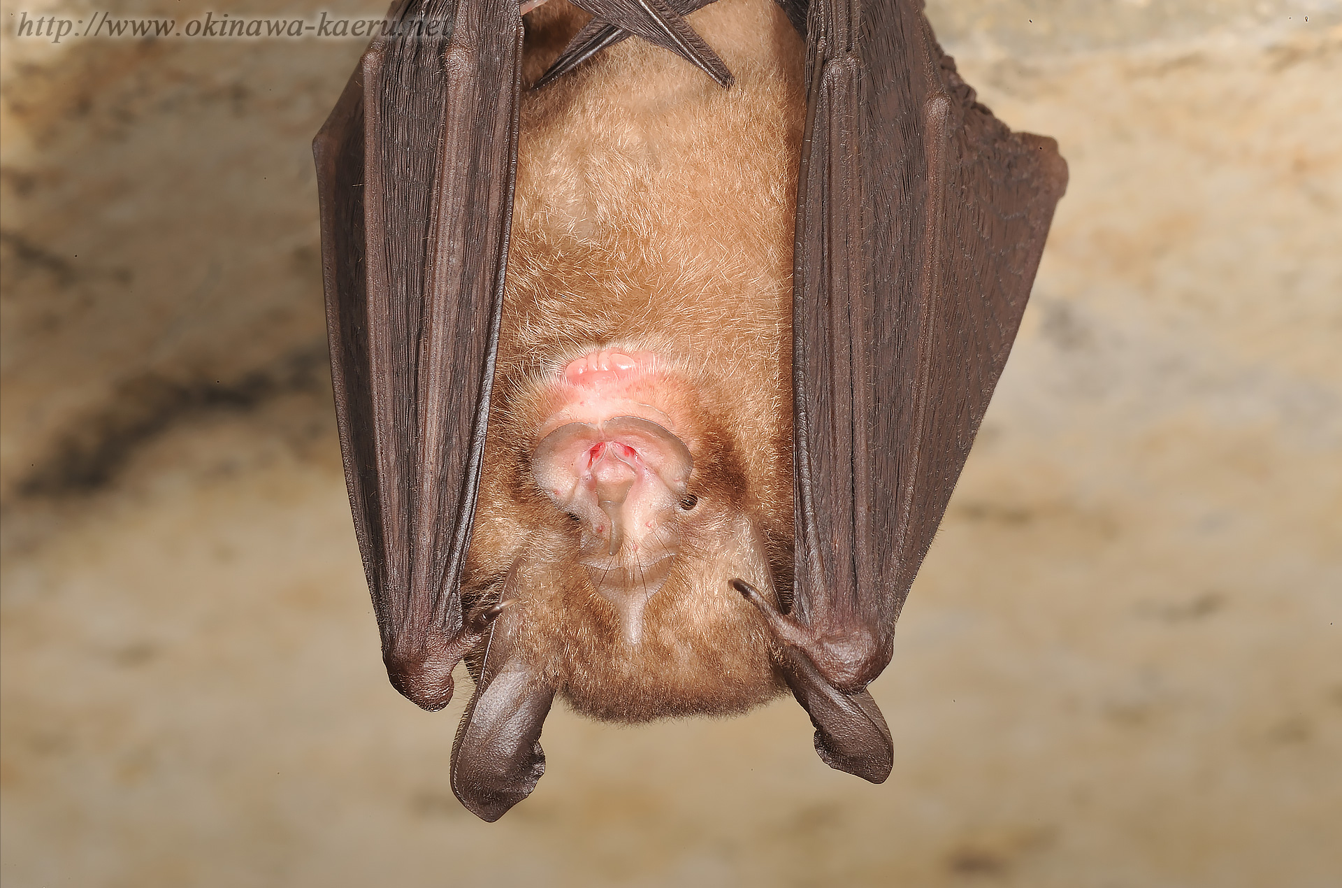 オキナワコキクガシラコウモリ Rhinolophus Pumilus Pumilus Okinawa Little Horseshoe Bat 沖縄の哺乳類 おきなわカエル商会