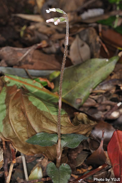 アカバシュスラン(タネガシマカイロラン，リュウキュウカイロラン) Cheirostylis liukiuensis
