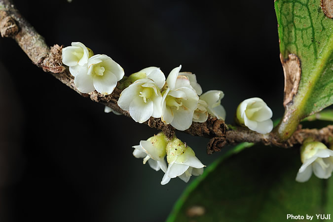アマミヒサカキ Eurya osimensis