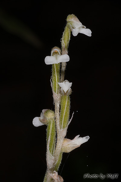 アオジクキヌラン Zeuxine affinis