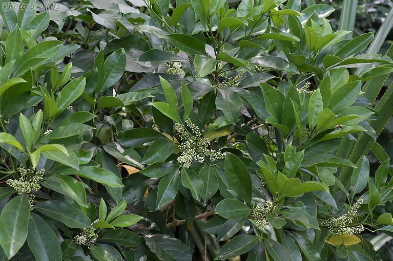 アワダン Melicope triphylla