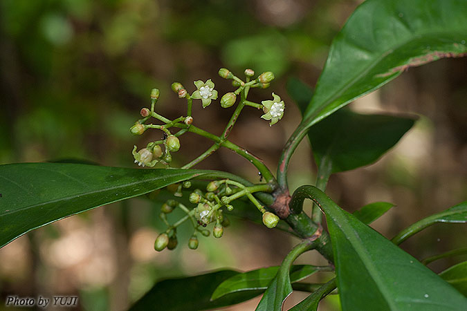 ボチョウジ（リュウキュウアオキ） Psychotria rubra