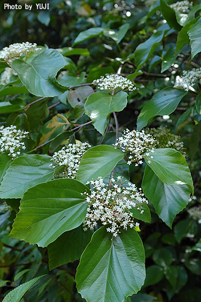ハクサンボク Viburnum japonicum