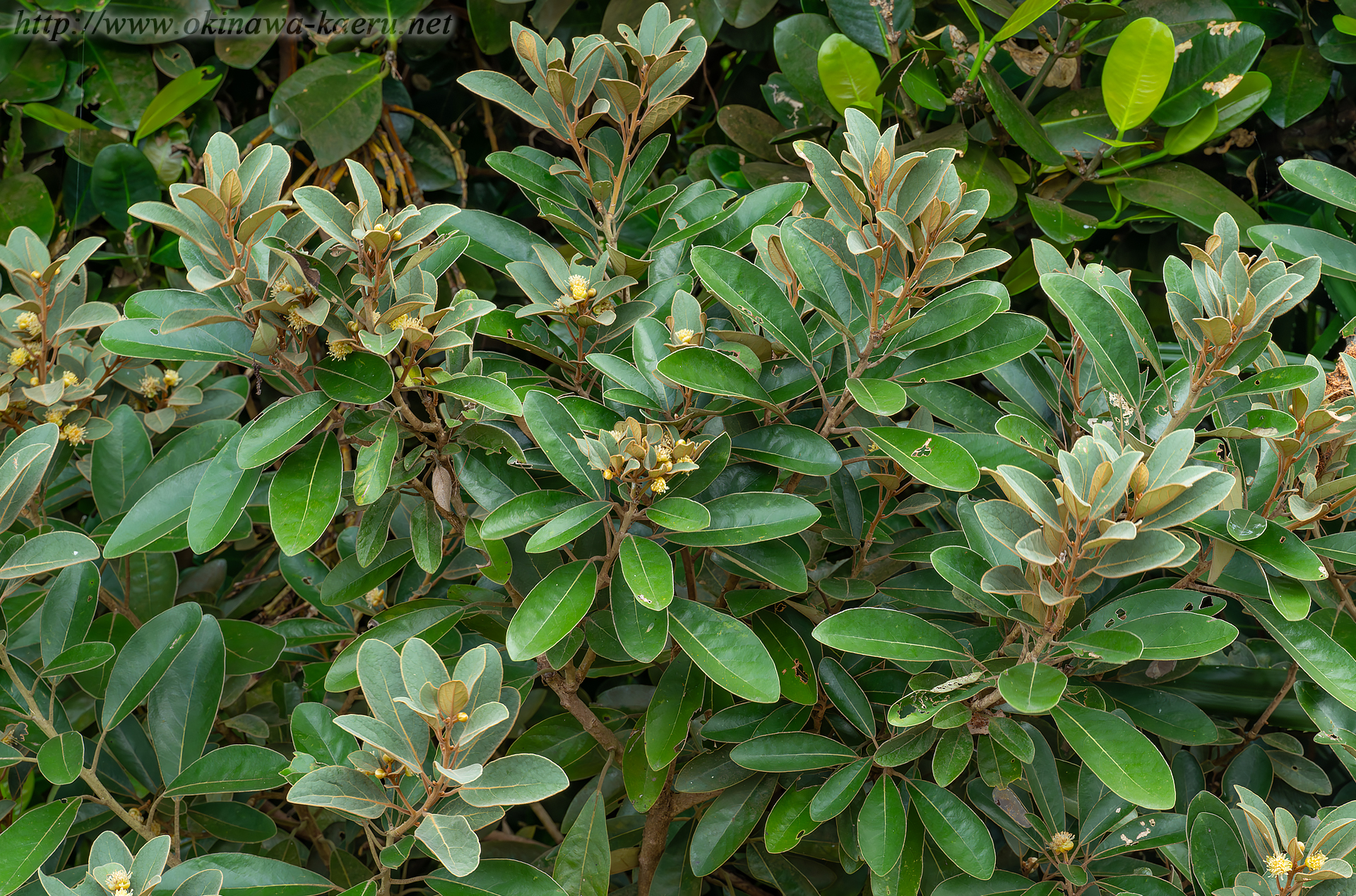 ハマビワの画像