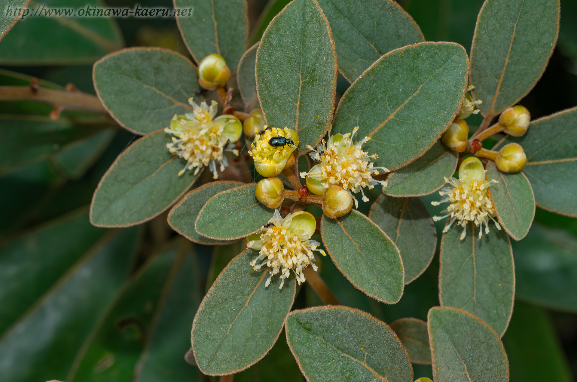 ハマビワの画像
