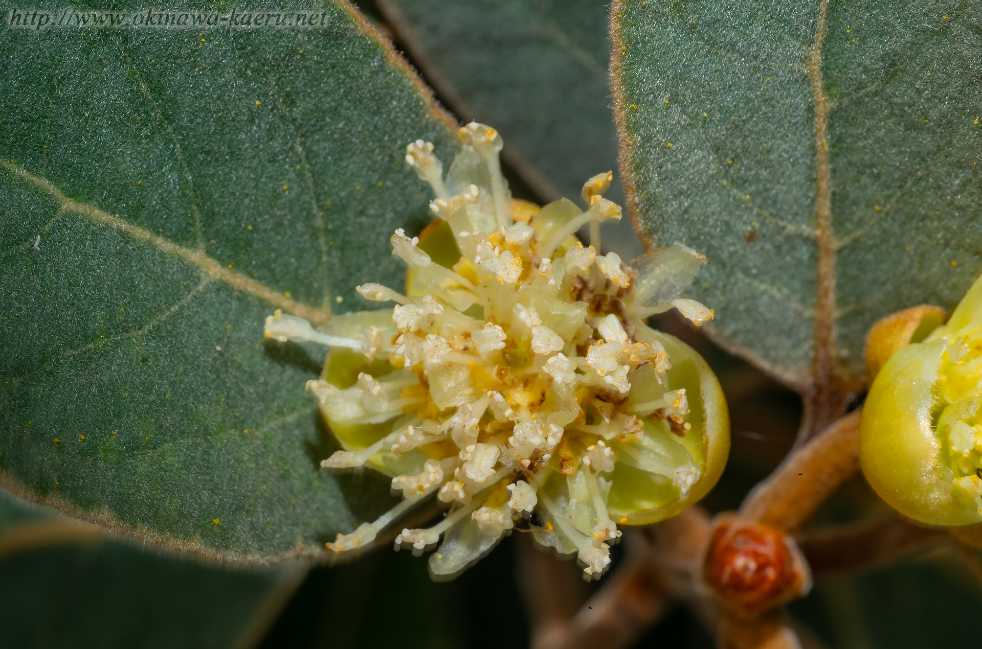 ハマビワの画像