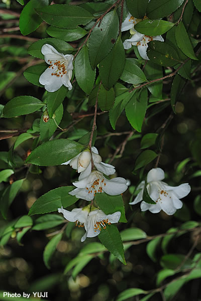ヒメサザンカ Camellia lutchuensis