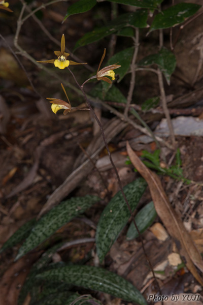 ヒメトケンラン Tainia laxiflora