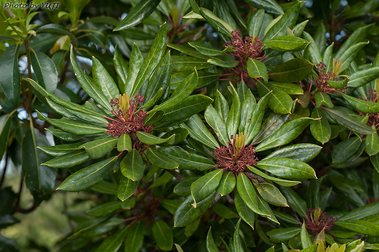 ヒメユズリハ Daphniphyllum teijsmanni