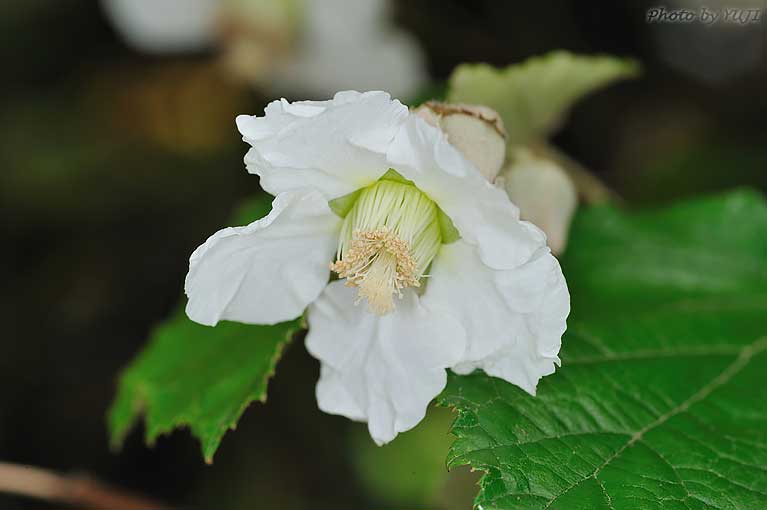 ホウロクイチゴ Rubus sieboldii