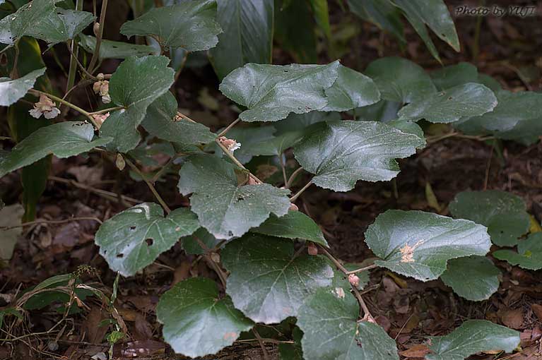 ホウロクイチゴ Rubus sieboldii