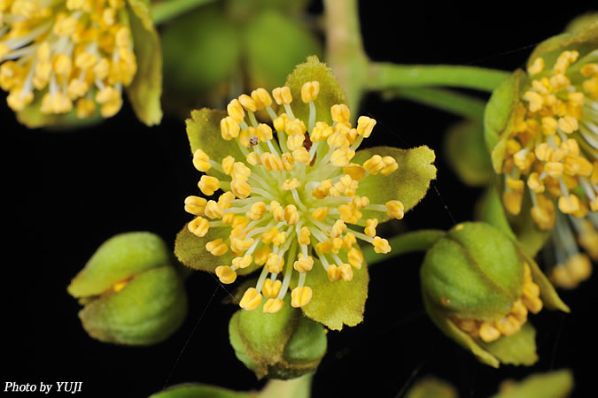 イイギリ Idesia Polycarpa 沖縄の維管束植物 花の図鑑 おきなわカエル商会