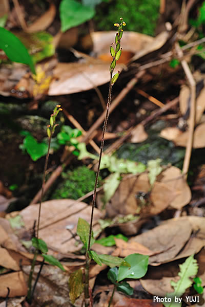 イシガキキヌラン Zeuxine gracilis var. sakagutii