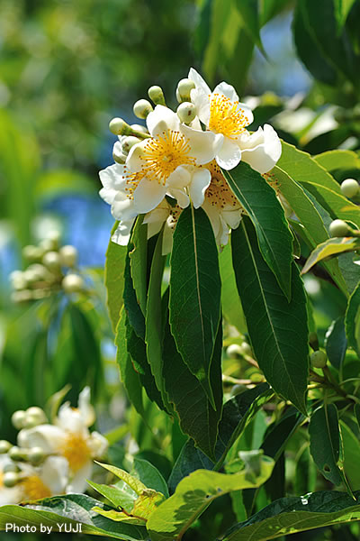 イジュ Schima wallichii subsp. noronhae